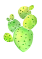 cactus1.png